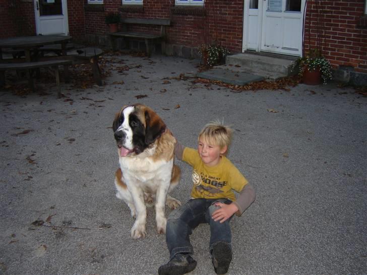 Sankt bernhardshund Balder - sidder sammen med Joachim billede 13