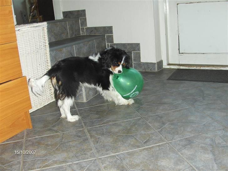 Cavalier king charles spaniel Asterix - Balloner er rigtig sjove at lege med- lige indtil de springer. billede 18