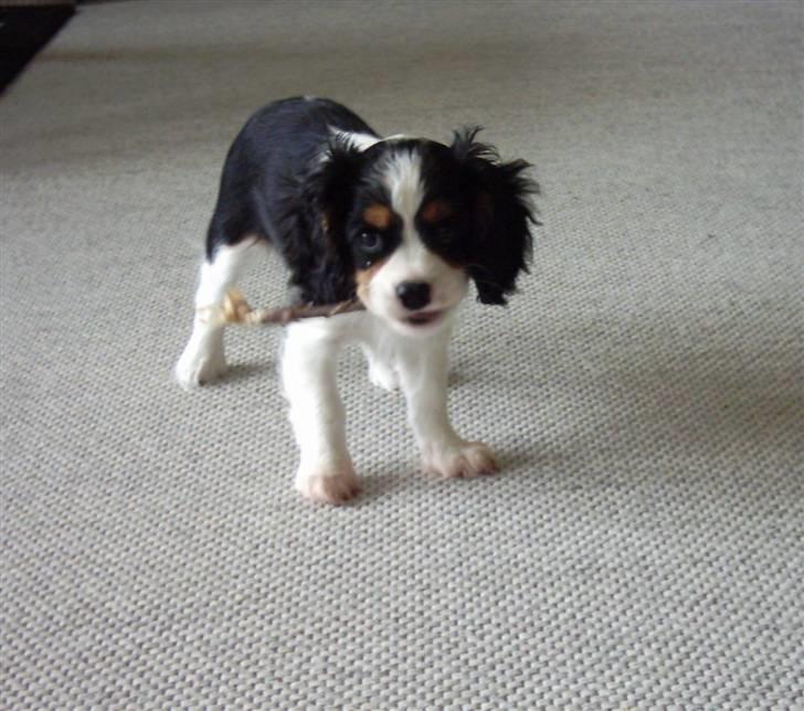 Cavalier king charles spaniel Asterix billede 19