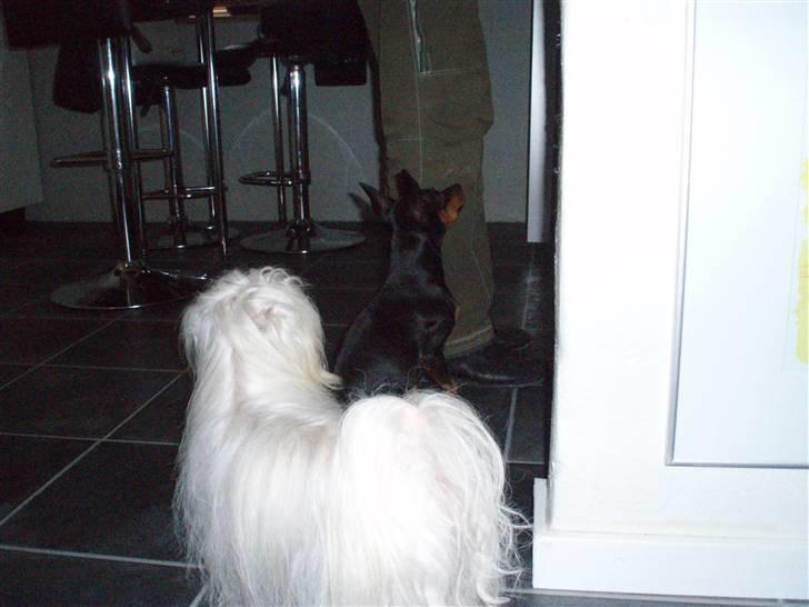 Malteser malthe - gir`han noget?? billede 6