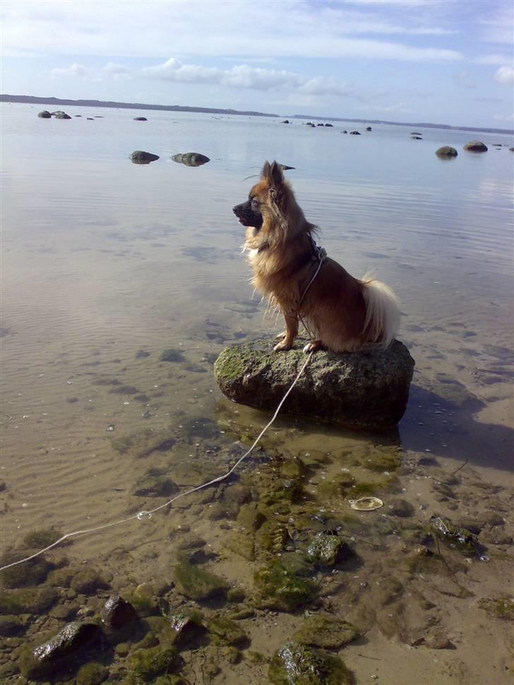 Blanding af racer Gizmo - Min lille konge haha billede 9