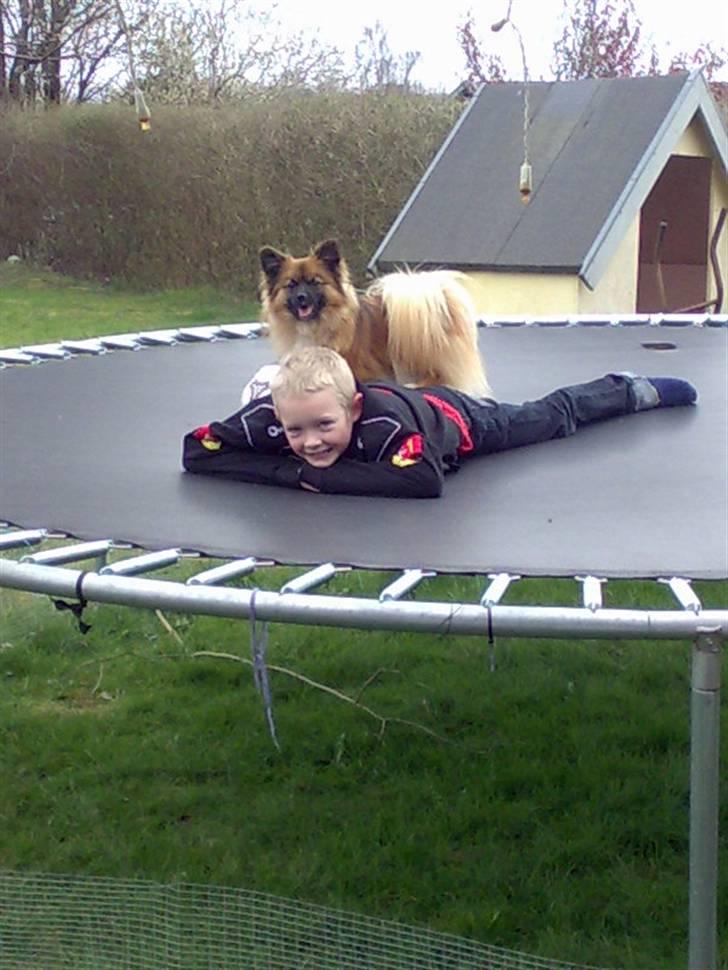 Blanding af racer Gizmo - huhu jeg leger med frederik NYT billede 10