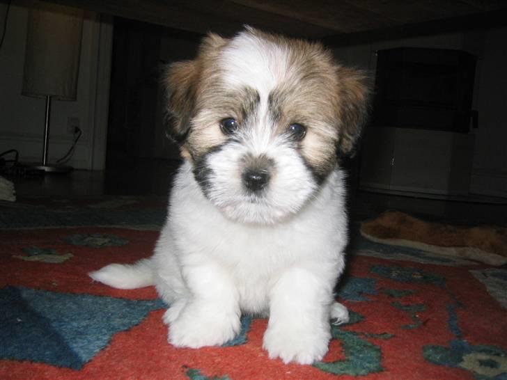 Coton de tulear Milou - Her er jeg en lille purk - 9 uger gammel billede 1