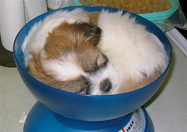 Coton de tulear Milou - Ih, hvor jeg sover godt - 5 uger gammel billede 2