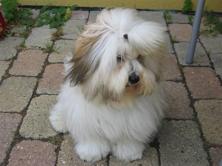 Coton de tulear Milou - Her er jeg et år gammel, og jeg er lige blevet ordnet! billede 3