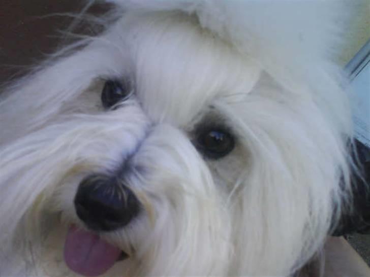 Coton de tulear Milou billede 4