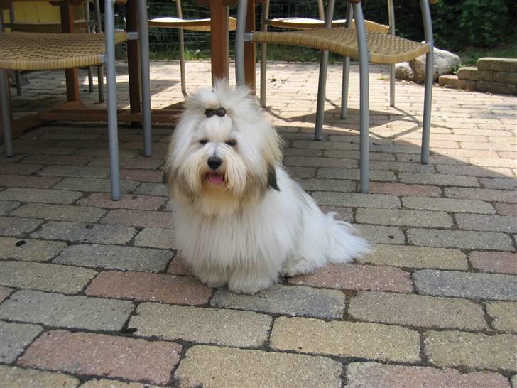 Coton de tulear Milou billede 5