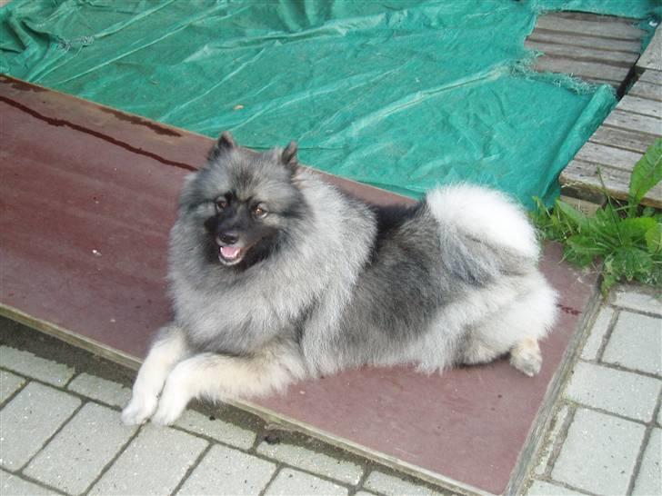 Keeshond Ciris - Jeg er blivet Dansk champion billede 7