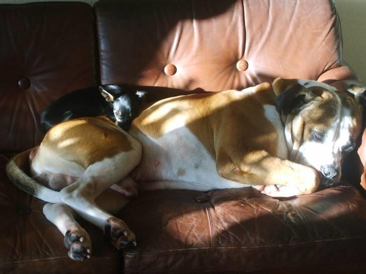 Prazsky krysarik Gucci - Bedste venner.... :D billede 14