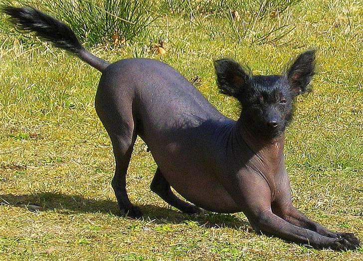 Xoloitzcuintle Hedehusets E-Z 2 Love - E-Z 2 Love klar til en gang kogleleg - Du kaster og jeg henter, du kaster og jeg henter , du kaster osv osv osv PYH billede 1