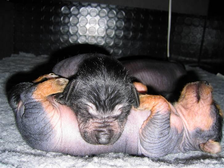 Xoloitzcuintle Hedehusets E-Z 2 Love - Vi  er 2 uger gamle og har vores første efterårsferie, og så skal der bare hygges og spises billede 5