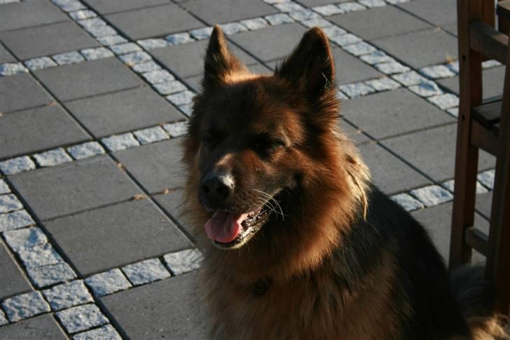 Schæferhund Thor R.I.P. - tager du et billede nu..ss billede 2