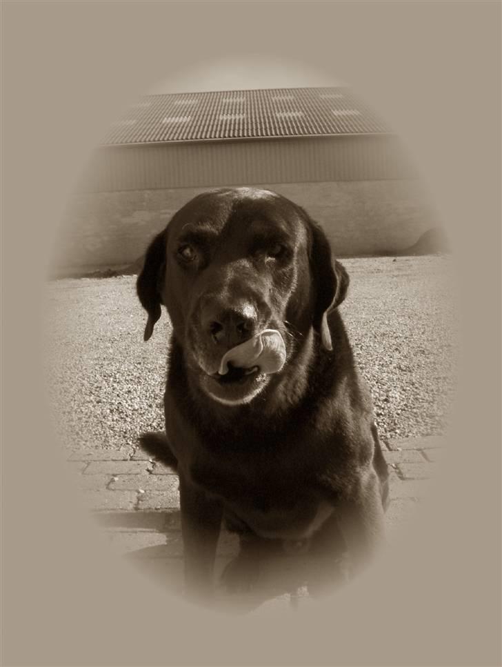Labrador retriever Balder*R.I.P* - Smukke Balder billede 2
