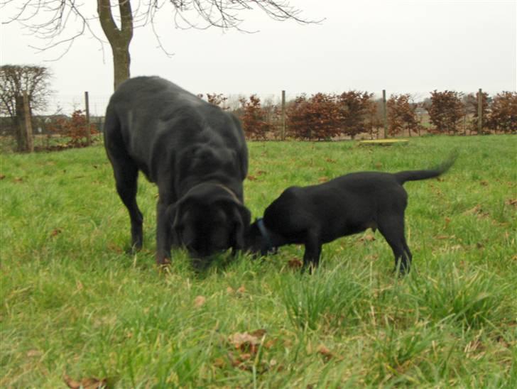 Labrador retriever Balder*R.I.P* - En lillebror til Balder billede 3