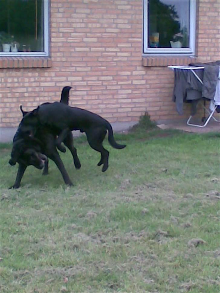 Labrador retriever Balder*R.I.P* - Balder og Jason der leger vildt billede 4
