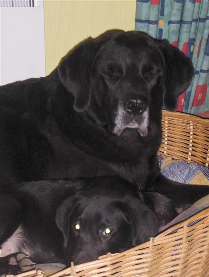 Labrador retriever Balder*R.I.P* - En lille lur billede 5