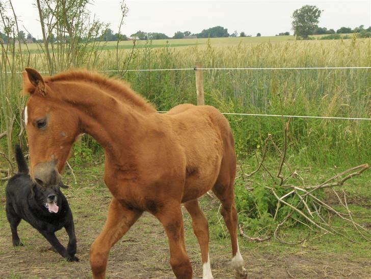 Labrador retriever Balder*R.I.P* - Leger med hestene billede 6