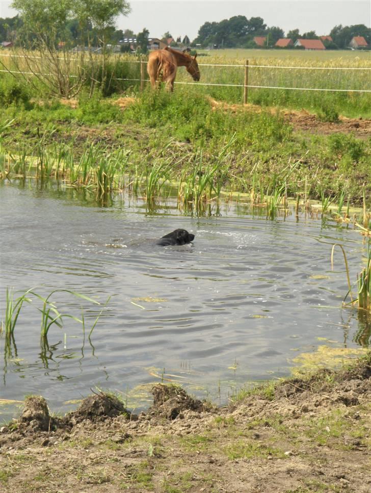 Labrador retriever Balder*R.I.P* - En rigtig vand hund billede 7