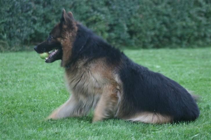 Schæferhund Thor R.I.P. - hehe billede 3