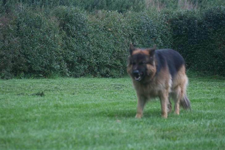 Schæferhund Thor R.I.P. - leger lige med min kæp billede 4