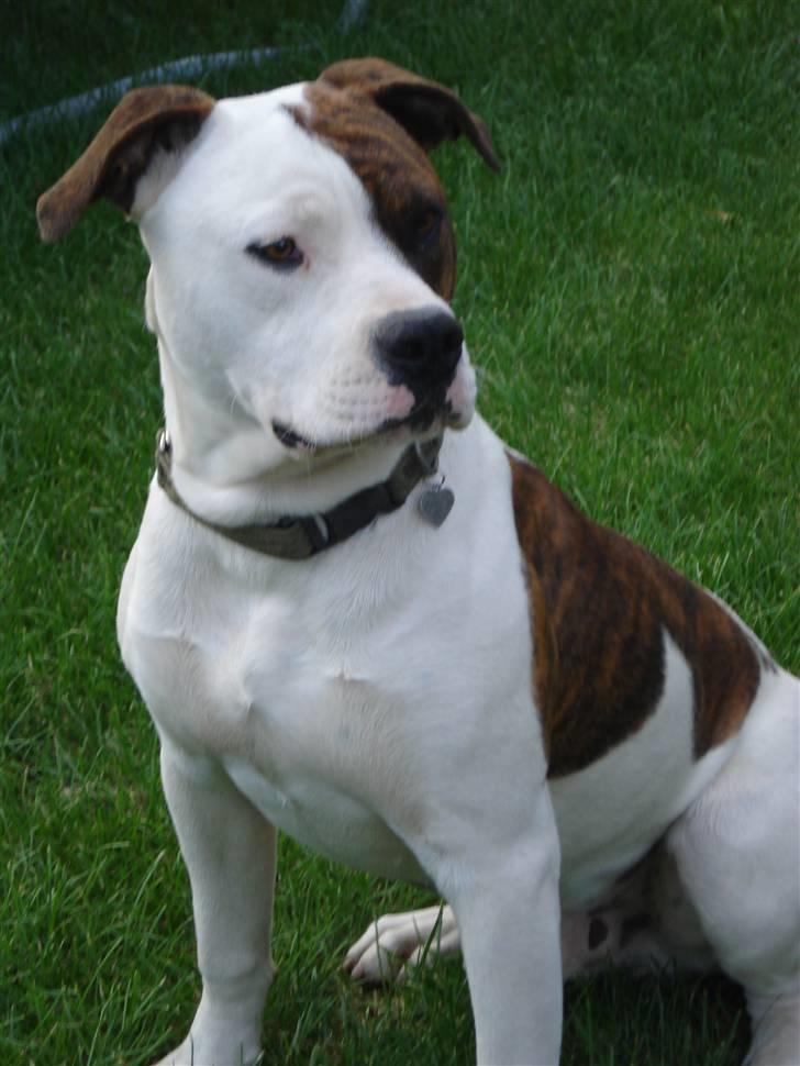 Amerikansk bulldog Hugo  # RIP # - Han er da smuk ik... billede 1