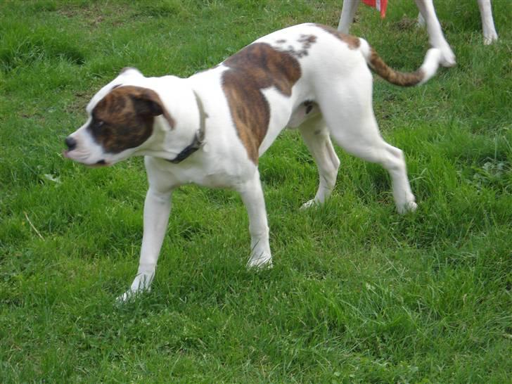 Amerikansk bulldog Hugo  # RIP # billede 2