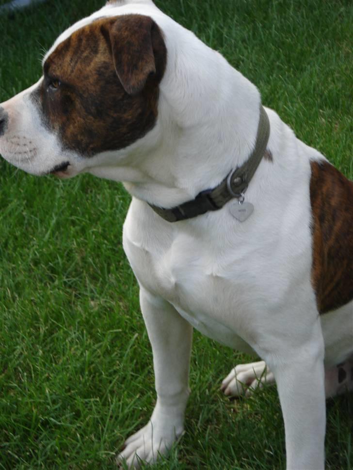 Amerikansk bulldog Hugo  # RIP # billede 3