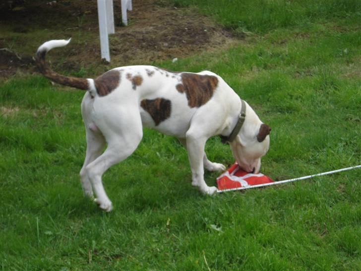 Amerikansk bulldog Hugo  # RIP # billede 4