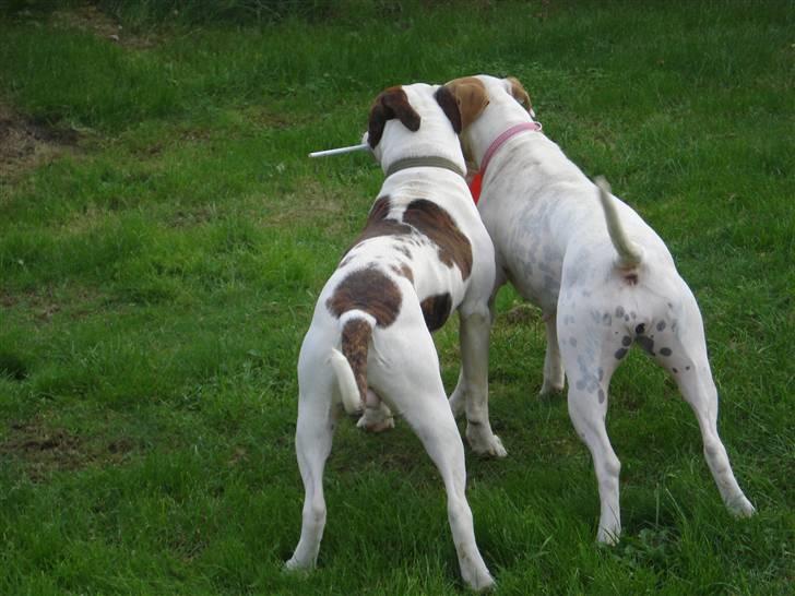 Amerikansk bulldog Hugo  # RIP # billede 5