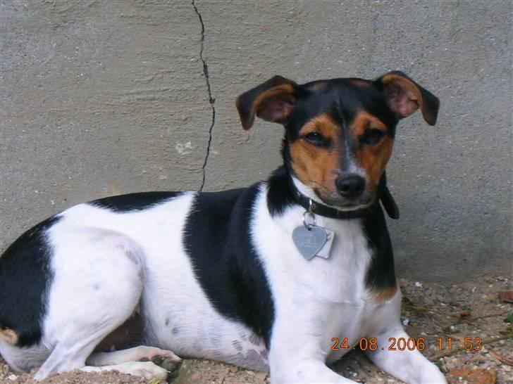 Dansk svensk gaardhund kiki - Jeg hedder Kiki, og jeg glæder mig til at vise mig frem billede 1