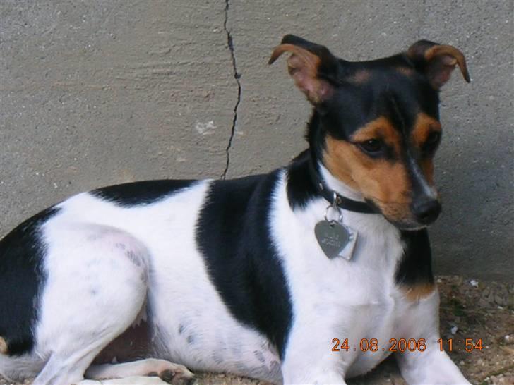 Dansk svensk gaardhund kiki - Nu tager han billeder igen thi hi billede 2