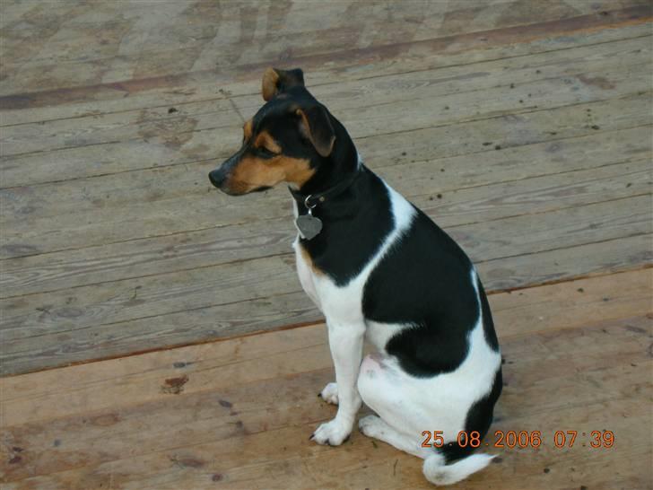 Dansk svensk gaardhund kiki - Hvor er i henne alle sammen billede 3