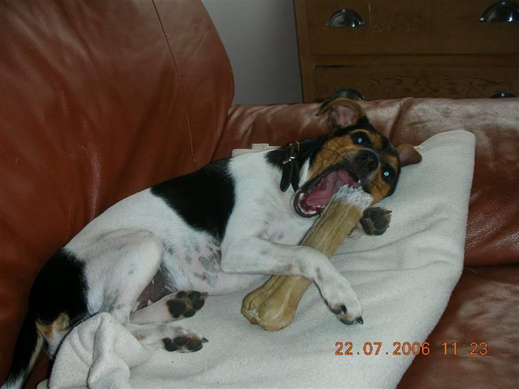 Dansk svensk gaardhund kiki - Man nyder vel benet billede 4