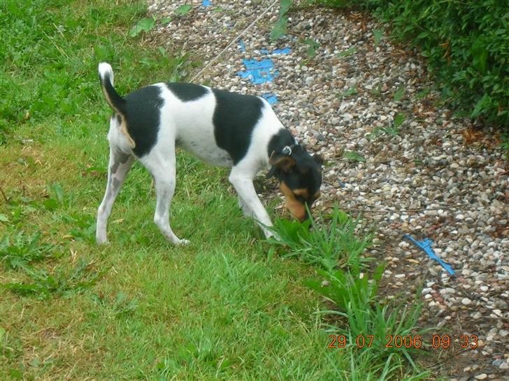 Dansk svensk gaardhund kiki - Hmmm, hvor er nu lige det kødben henne!! billede 5