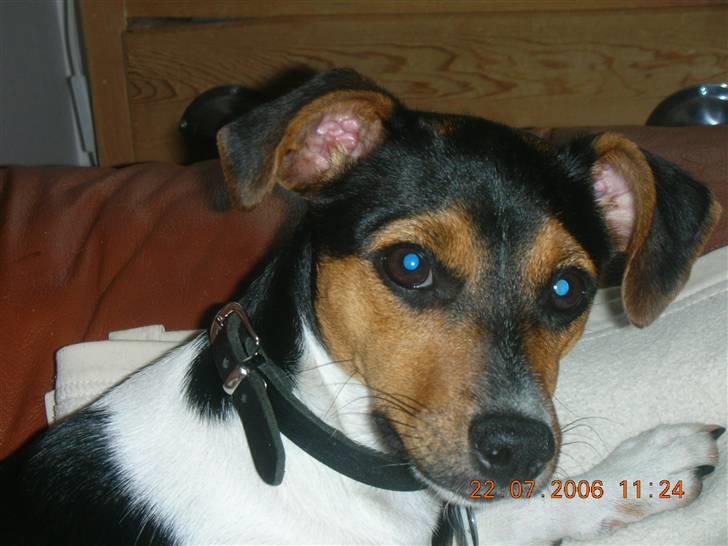 Dansk svensk gaardhund kiki - Jeg er da en lille godte ikk.... billede 6