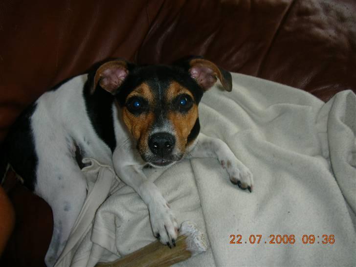 Dansk svensk gaardhund kiki - Hej Far, hvor er du nysgerrig.... billede 7