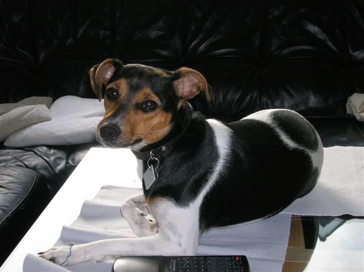 Dansk svensk gaardhund kiki - lykken er et sofabord i en solstråle ha ha billede 8