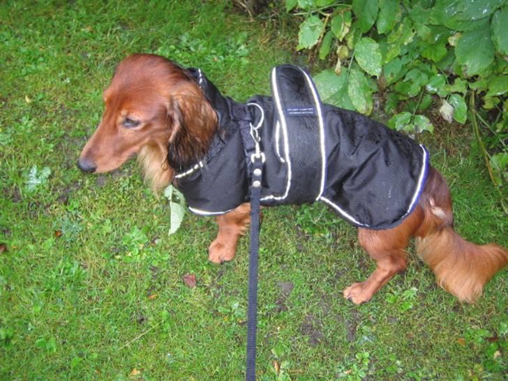 Dværggravhund Chico *3.11.05* - en våd gåtur, men heldigvis havde jeg mit nye dækken på:-) billede 16