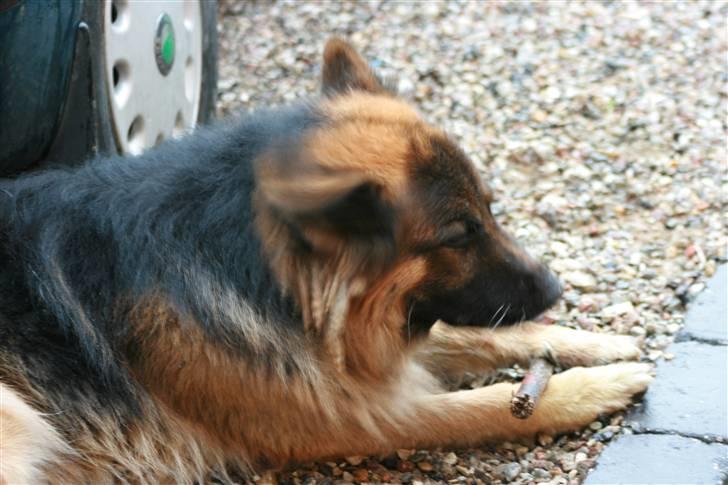 Schæferhund Thor R.I.P. - bider lige lidt i den her billede 6