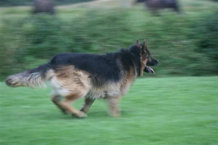 Schæferhund Thor R.I.P. - løber efter en kæp billede 10