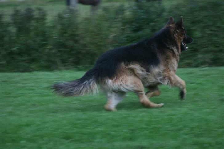 Schæferhund Thor R.I.P. - fuld fart billede 11
