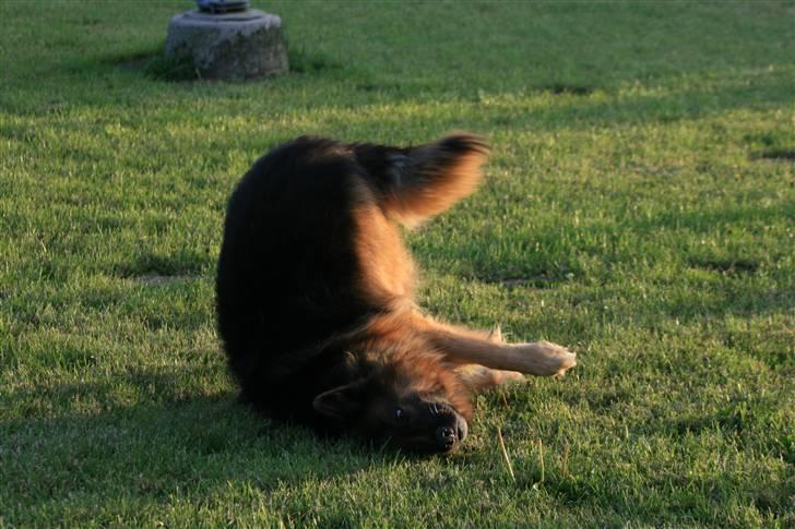Schæferhund Thor R.I.P. - uhm det klør lige billede 12