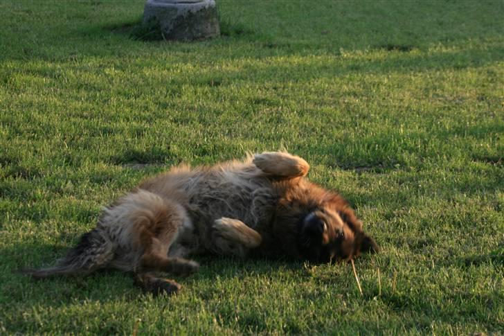Schæferhund Thor R.I.P. - og på ryggen billede 13