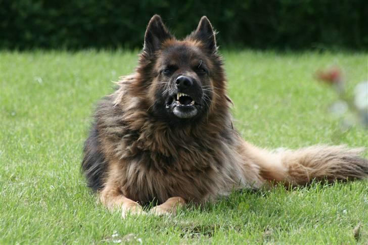 Schæferhund Thor R.I.P. - hæ hæ, får lige et smil billede 14