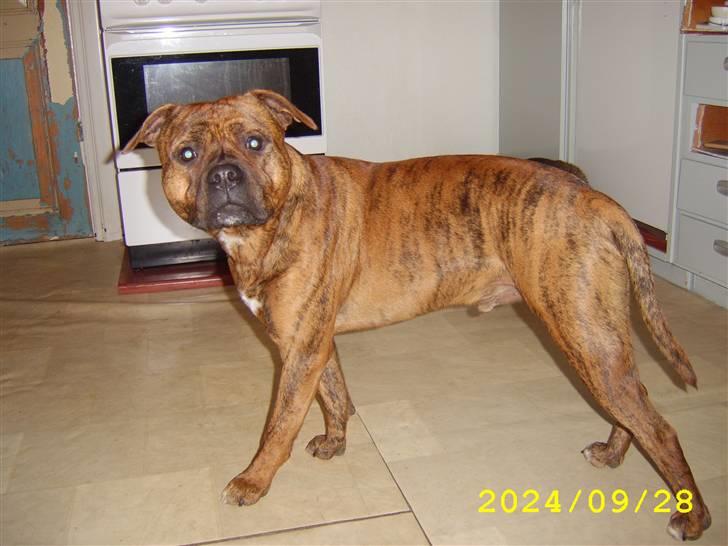 Amerikansk staffordshire terrier Pilgrim - Balder. Pilgrims far. billede 2