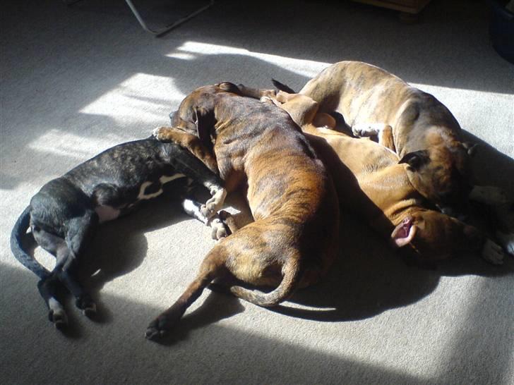 Amerikansk staffordshire terrier Pilgrim - Alle hundene ligger og sover i solen. Sif, Balder, Pilgrim og Freja. billede 3