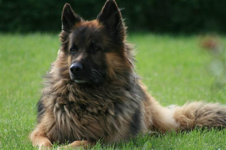 Schæferhund Thor R.I.P. - er jeg ikke smuk billede 15