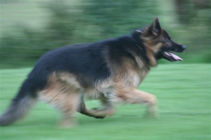 Schæferhund Thor R.I.P. - fuld fart igen billede 16