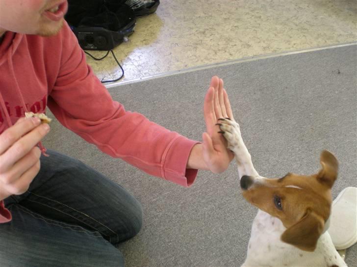 Dansk svensk gaardhund Tyson Solgt billede 2