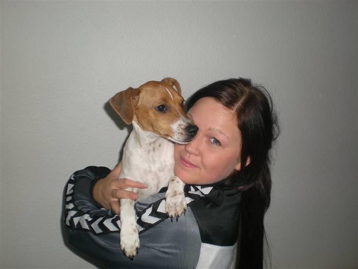 Dansk svensk gaardhund Tyson Solgt billede 3